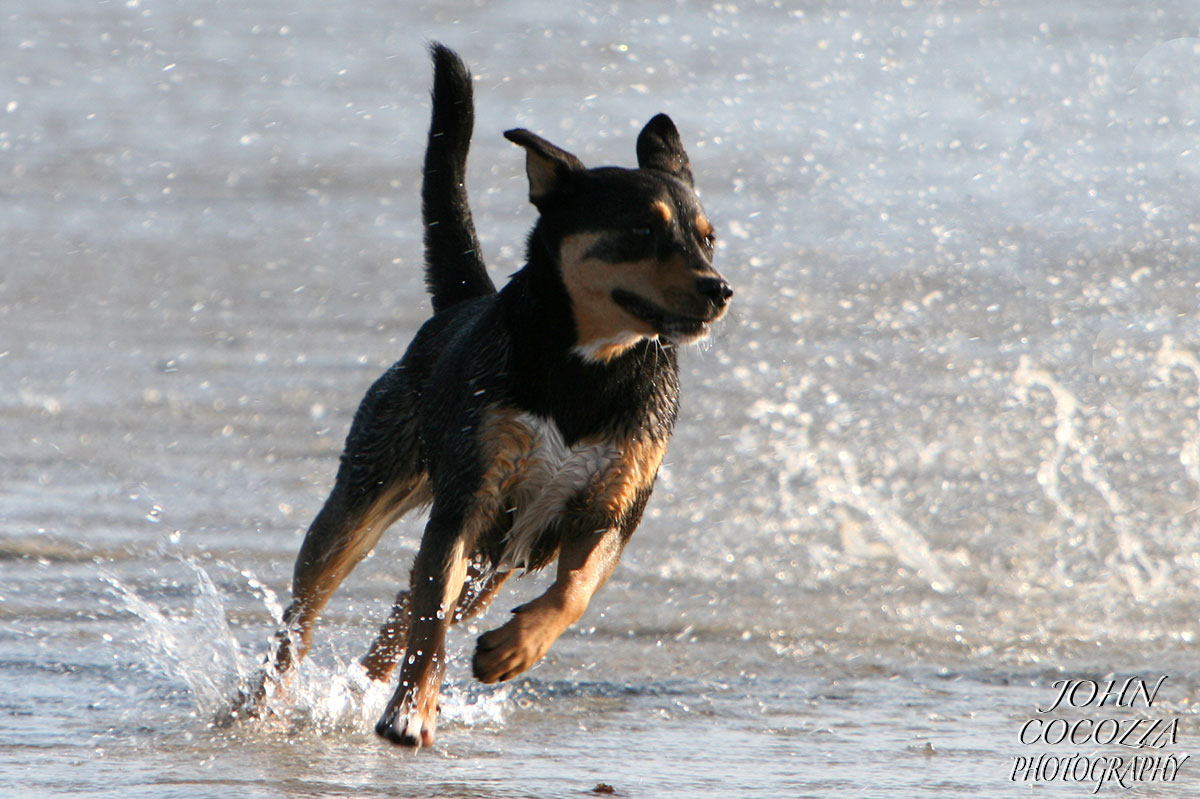 dog photographer in del mar by john cocozza photography