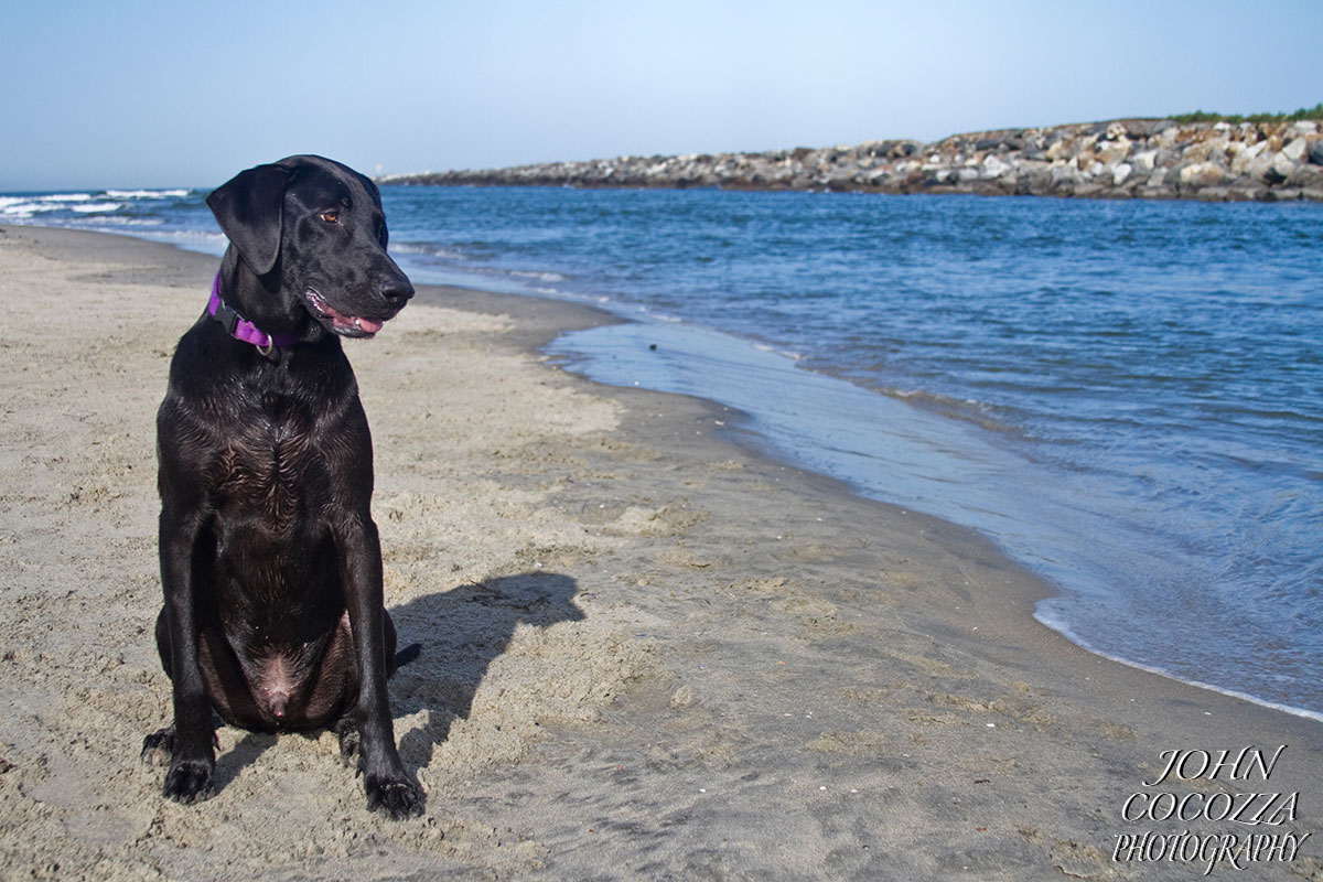 dog photographer in ocean beach by john cocozza photography