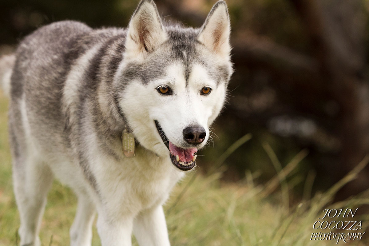 dog photographer grape street park in san diego by john cocozza photography