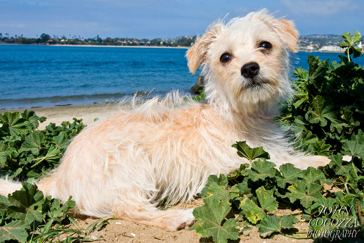 dog photographer at fiesta island in san diego by john cocozza photography