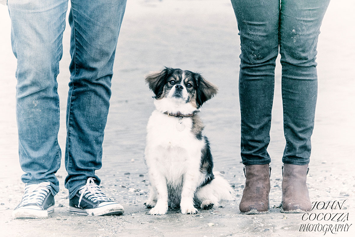 dog photographer at fiesta island in san diego by john cocozza photography