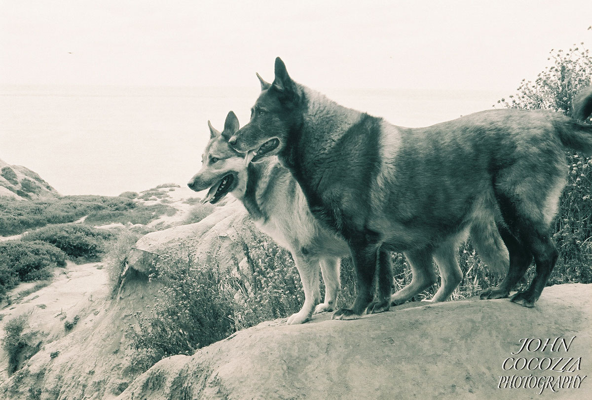 dog photographer at sunset cliffs in san diego by john cocozza photography