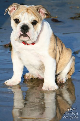 dog photographer in ocean beach by john cocozza photography