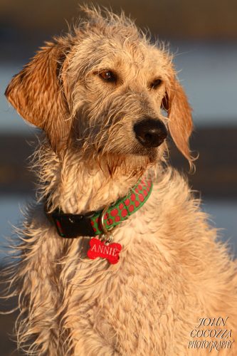 dog photographer in ocean beach by john cocozza photography