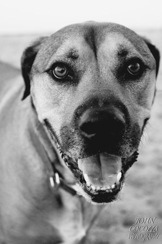 dog photographer in ocean beach by john cocozza photography