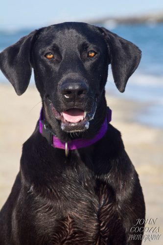 dog photographer in ocean beach by john cocozza photography