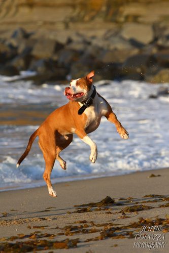 dog photographer in san diego by john cocozza photography