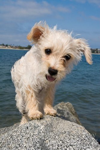 dog photographer at fiesta island in san diego by john cocozza photography