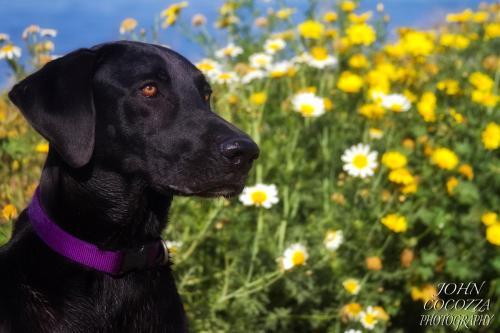dog photographer at sunset cliffs by john cocozza photography