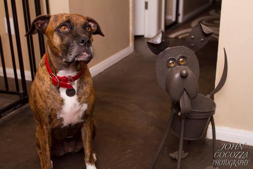 dog photographer in san diego by john cocozza photography