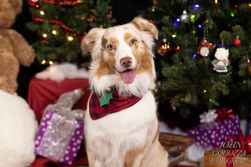 dog photographer in san diego by john cocozza photography