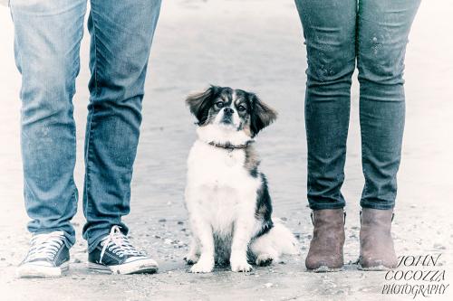 dog photographer at fiesta island in san diego by john cocozza photography