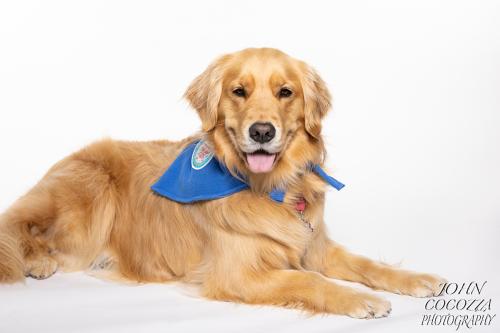 dog photographer in san diego by john cocozza photography